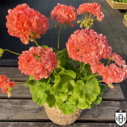 Pelargonium 'Vina' - Pelargoon 'Vina' P9/0,55L